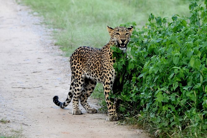 Jhalana Panther Safari Park Tour in Jaipur - From Jaipur to the park entrance