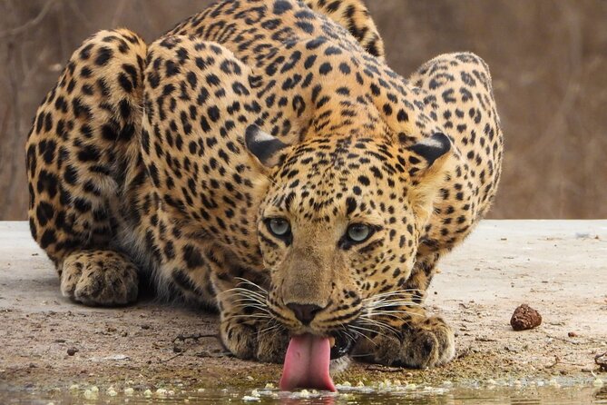 Jhalana Panther Safari Park Tour in Jaipur - Two and a half hours on the dirt tracks