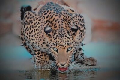 Jhalana Panther Safari Park Tour in Jaipur