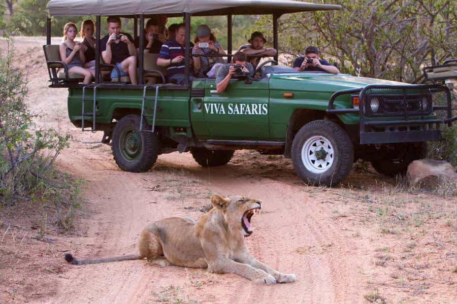 Johannesburg: 4-Day Classic Kruger National Park Safari - A Bush Walk Where the Ground Becomes the Story