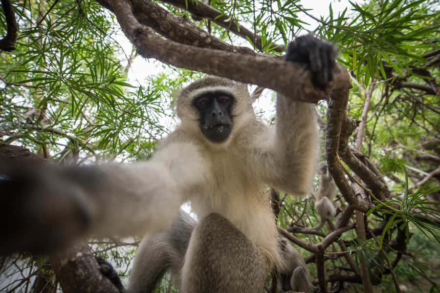 Johannesburg: 4-Day Classic Kruger National Park Safari - Who Will Get the Most From This Safari?