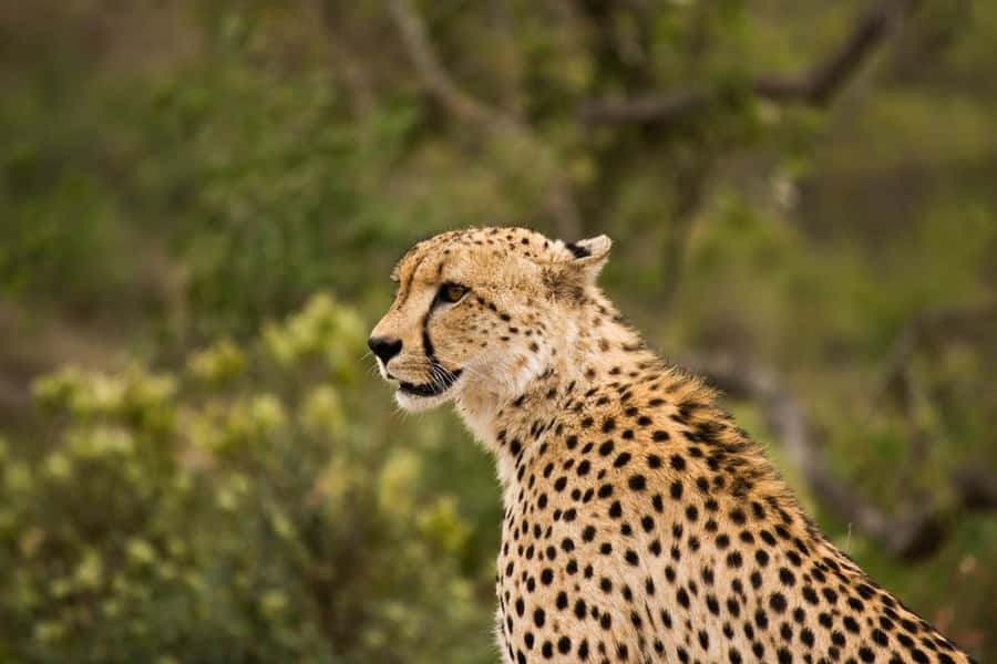 Johannesburg: Affordable 3 Day Kruger Park Safari - Day 2: Orpen Gate and the open plains of Kruger