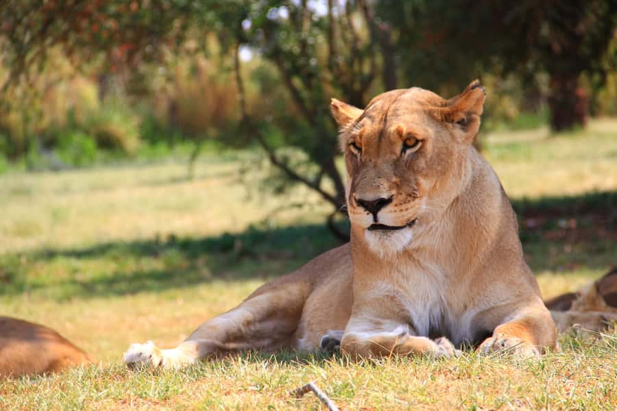 Johannesburg: Lion Park Safari and Cultural Village Tour - The 90-minute 4x4 safari at Lion Park