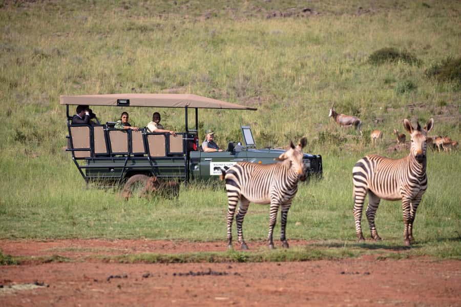 Johannesburg: Rhino and Lion Nature Reserve Safari - Lions, rhinos, and wild dogs on the drive
