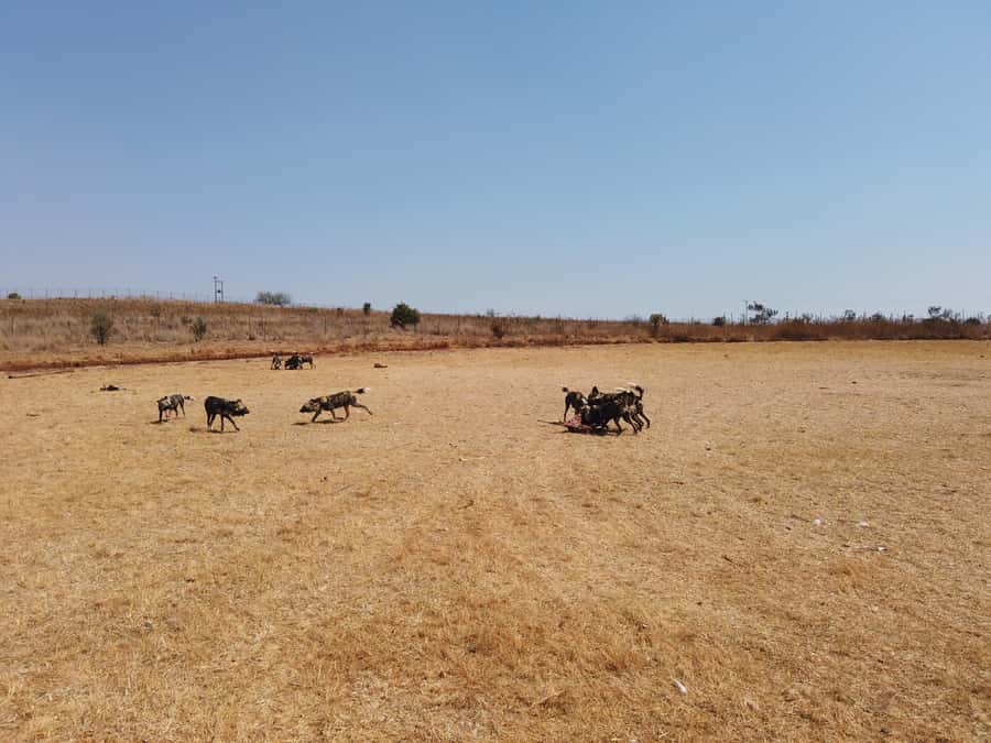 Johannesburg: Rhino and Lion Nature Reserve Safari - Souvenirs and the return to Johannesburg