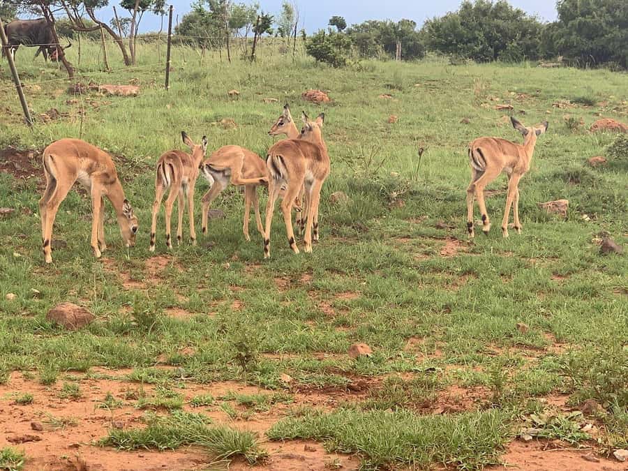 Johannesburg: Rhino and Lion Nature Reserve Safari - My final take on the 4.5-hour experience