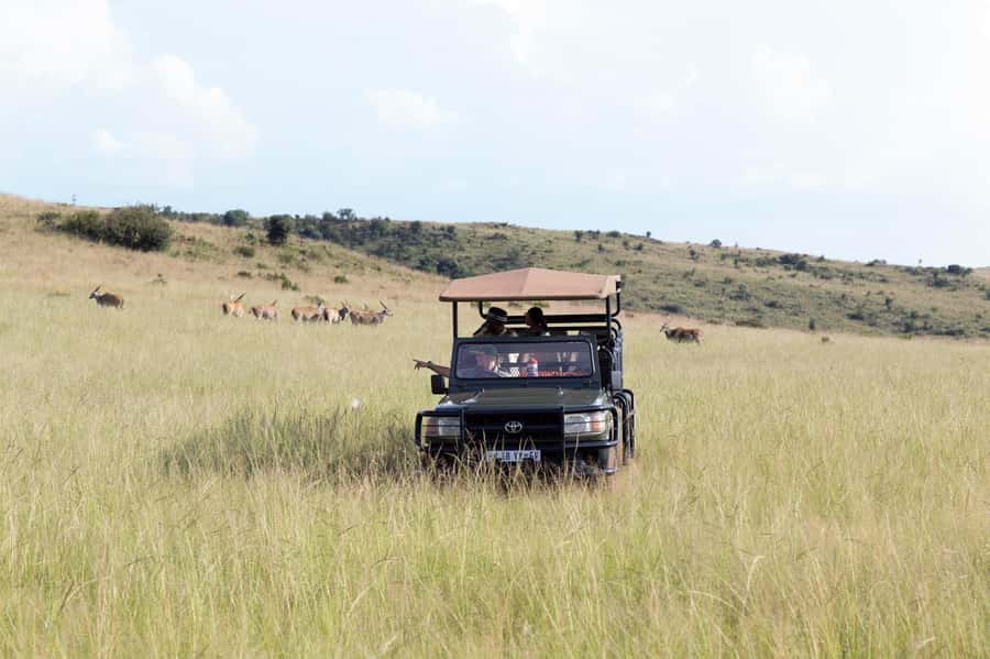 Johannesburg: Rhino and Lion Nature Reserve Safari - What the open vehicle changes