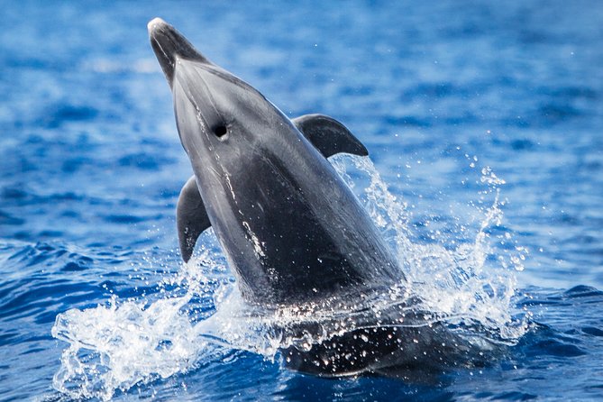 Kaimana Ocean Safari - Key points to know before you book