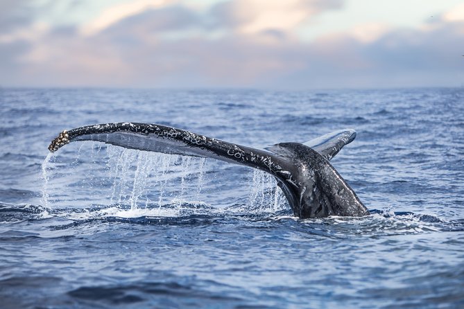 Kaimana Ocean Safari - Four hours along Kona’s deep blue coast