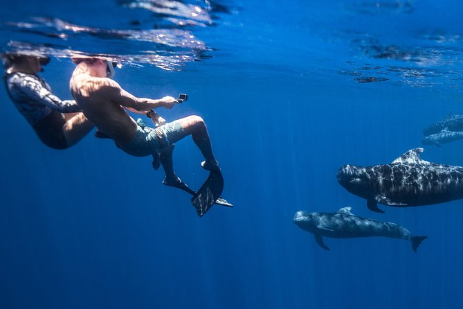 Kaimana Ocean Safari - The animals you might see