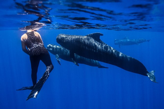 Kaimana Ocean Safari - Clear safety rules and responsible wildlife viewing