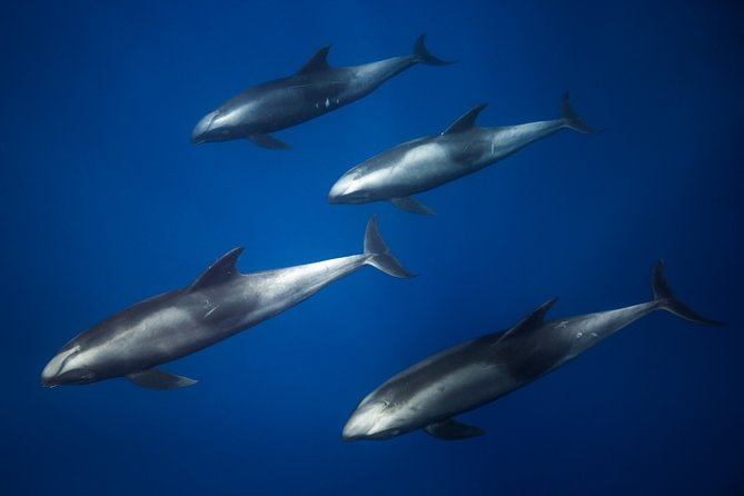 Kaimana Ocean Safari - How demanding is the snorkeling?