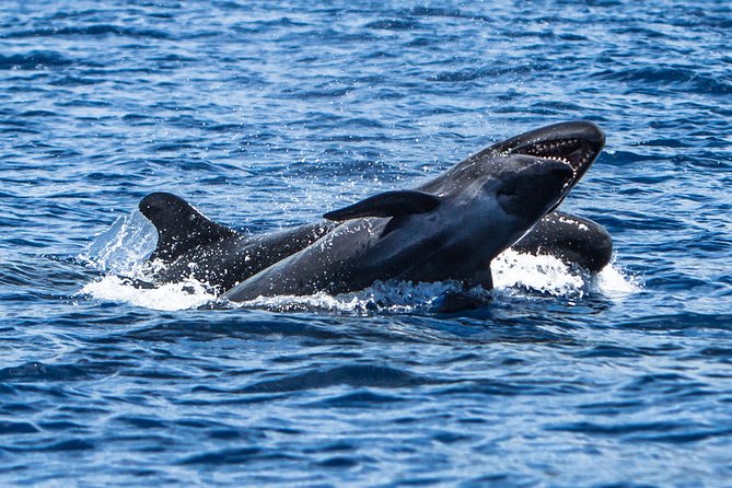 Kaimana Ocean Safari - The guides are a big part of the value
