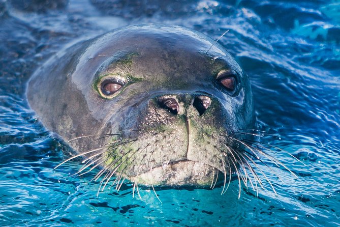 Kaimana Ocean Safari - Is $200 a fair price?