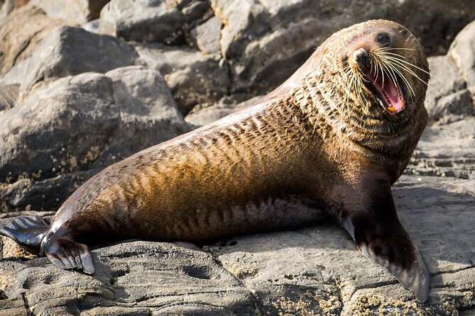 Kangaroo Island 75-Minute Coastal Safari - Guides who add life to the cruise