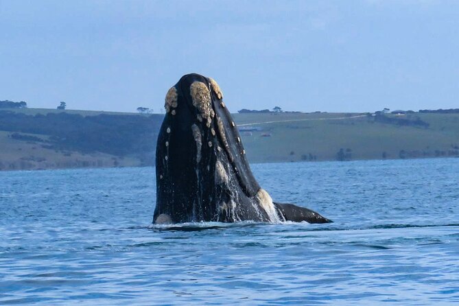 Kangaroo Island 75-Minute Coastal Safari - Weather, comfort, and wildlife luck