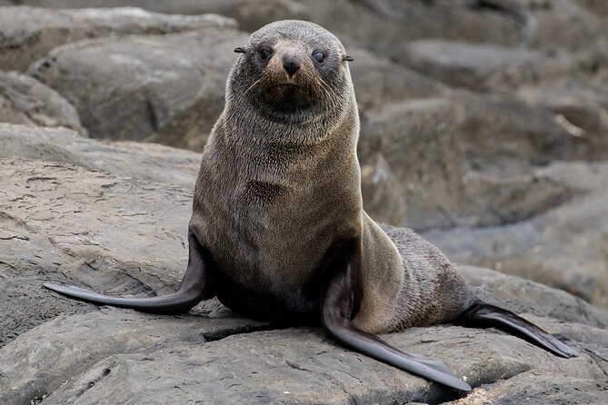 Kangaroo Island 75-Minute Coastal Safari - Is $63.12 good value?