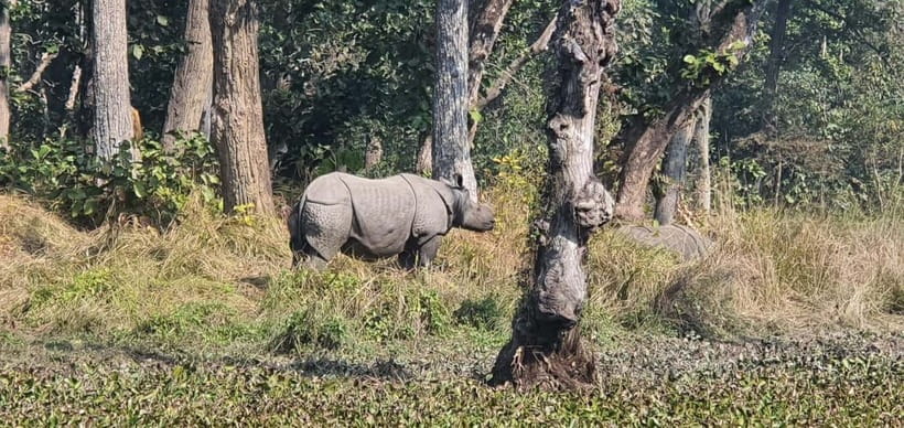 Kathmandu: 3-Day Chitwan Safari Tour with Hotel Transfers - Key points to know before booking