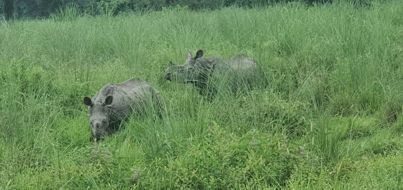 Kathmandu: 3-Day Chitwan Safari Tour with Hotel Transfers - Who will enjoy this safari most