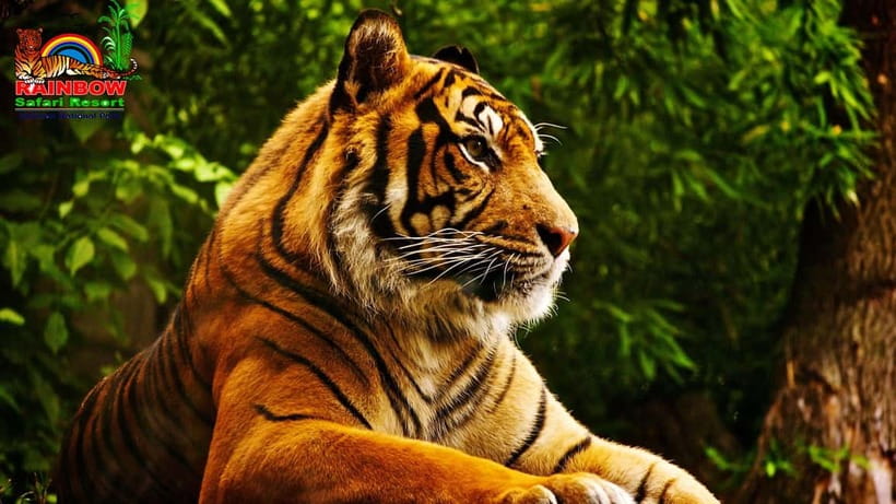 Kathmandu/Pokhara: 3 Day Chitwan Jungle Safari Tour - Staying at Rainbow Safari Resort