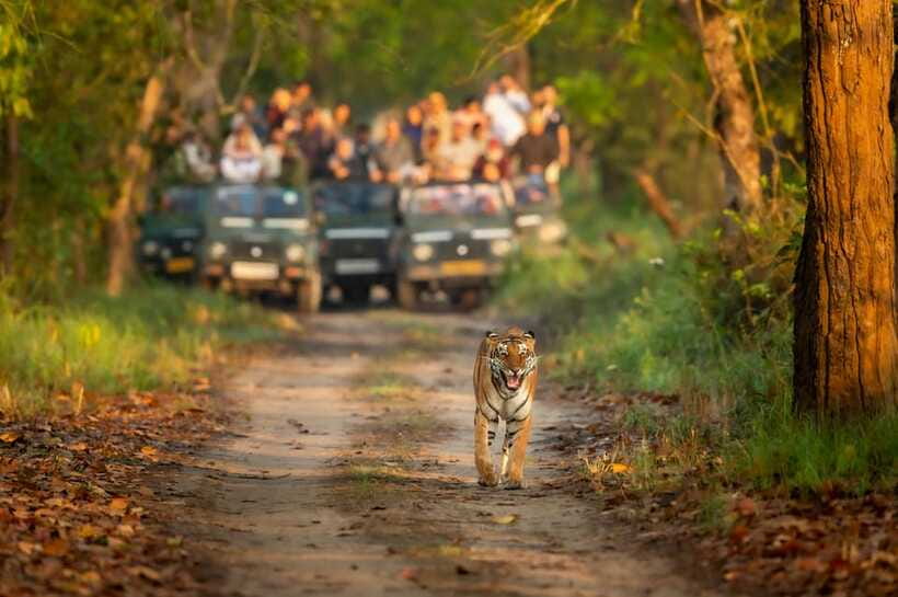 Kathmandu/Pokhara: 3 Day Chitwan Jungle Safari Tour - Practical packing advice for the jungle
