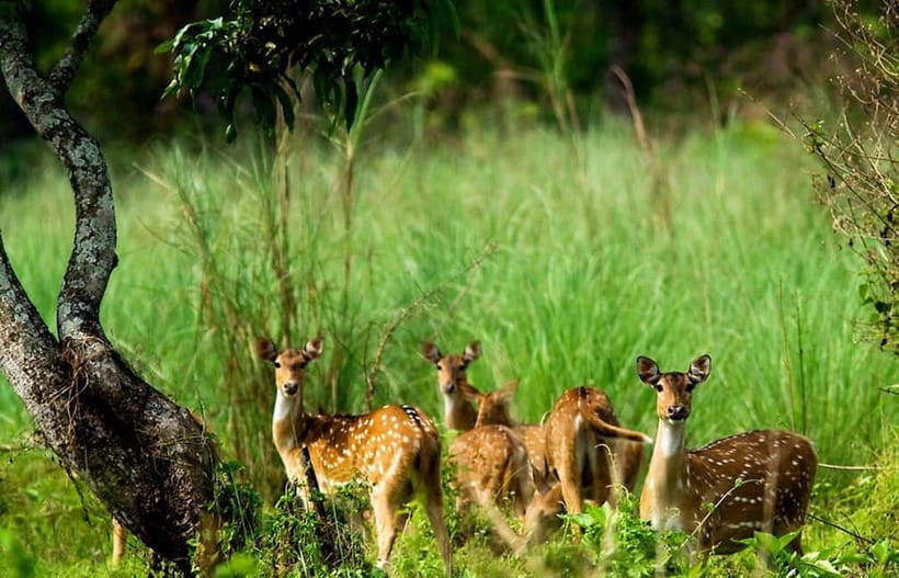 Kathmandu/Pokhara: 3 Day Chitwan Jungle Safari Tour - Day two on the Rapti River