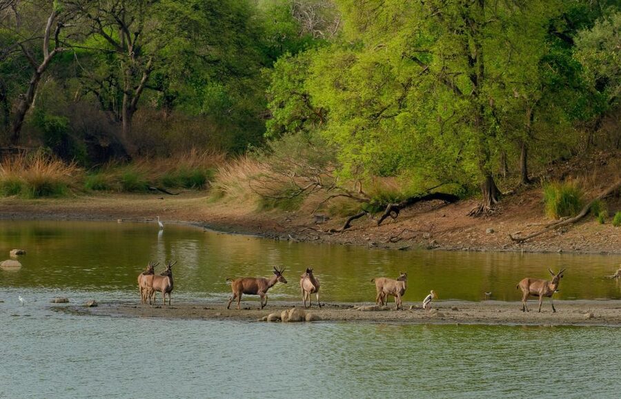 Kathmandu/Pokhara: Wildlife, Culture and Jungle Safari Tour - Key points to know before booking