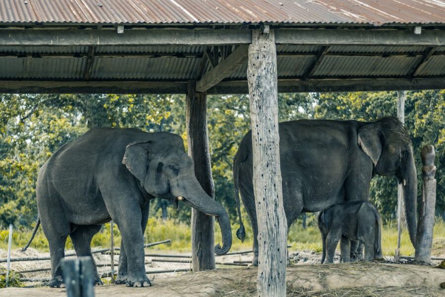 Kathmandu/Pokhara: Wildlife, Culture and Jungle Safari Tour - What the $120 price really covers