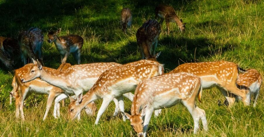 Kathmandu/Pokhara: Wildlife, Culture and Jungle Safari Tour - Jeep safari through Chitwan National Park