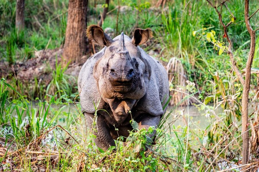 Kathmandu/Pokhara: Wildlife, Culture and Jungle Safari Tour - A guided jungle walk and bird watching