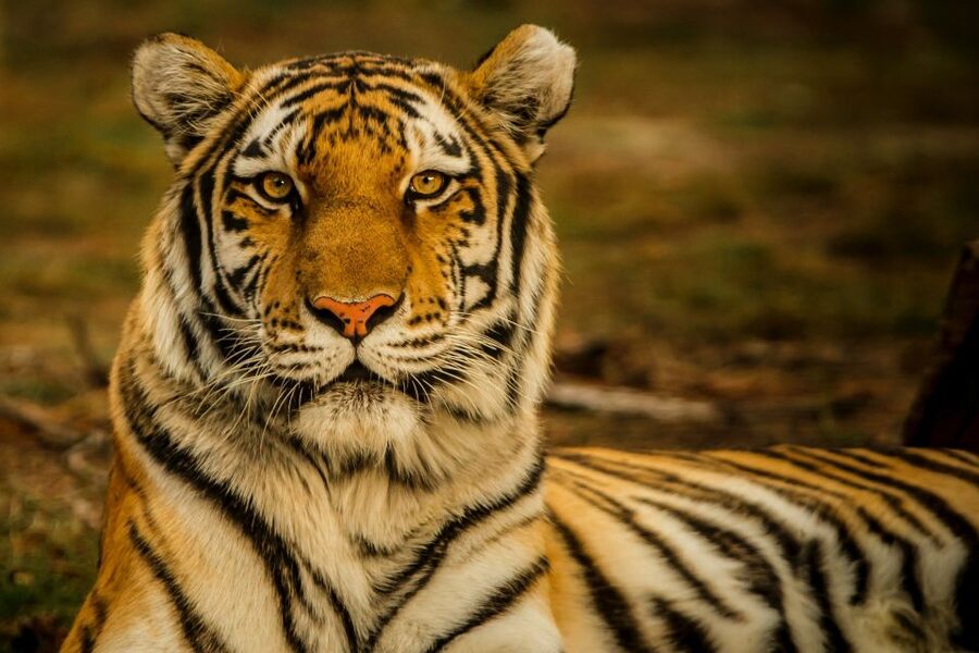 Kathmandu/Pokhara: Wildlife, Culture and Jungle Safari Tour - The three-day and two-day versions