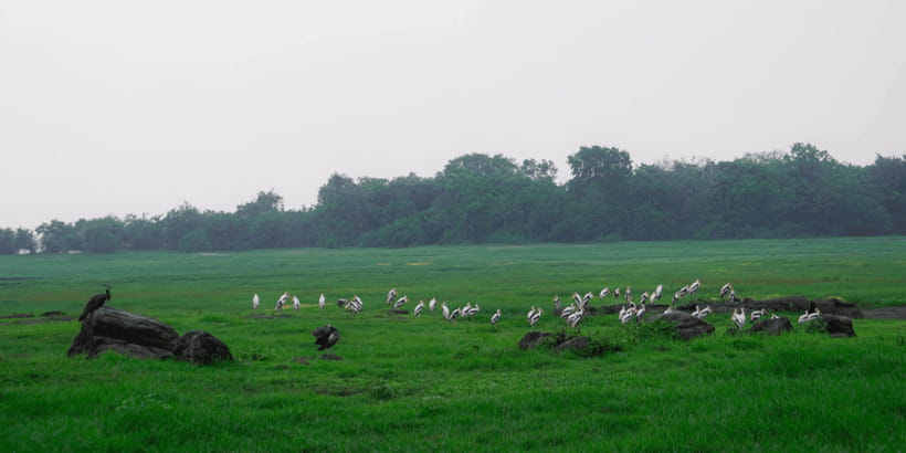 Kaudulla National Park Half Day Sri Lanka Jeep Safari - FAQ