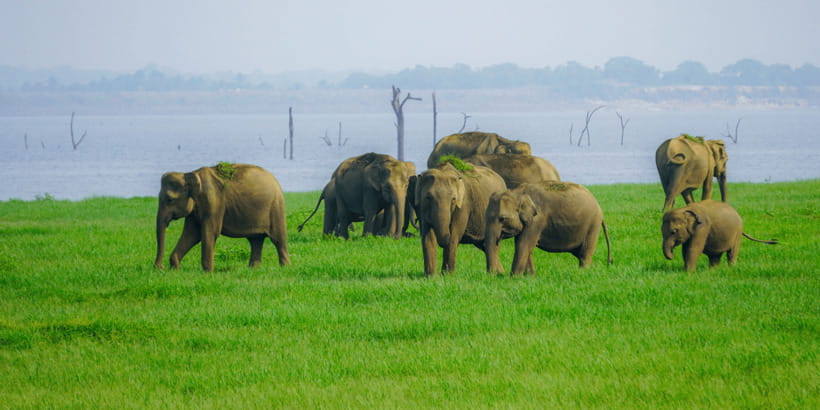 Kaudulla National Park Half Day Sri Lanka Jeep Safari - The 12:30 PM pickup and ride to the park