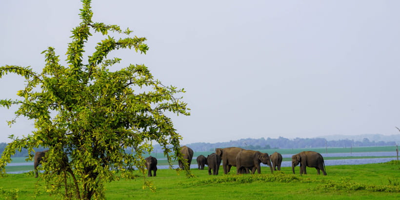 Kaudulla National Park Half Day Sri Lanka Jeep Safari - Golden-hour light, crowds, and the search for a quiet view