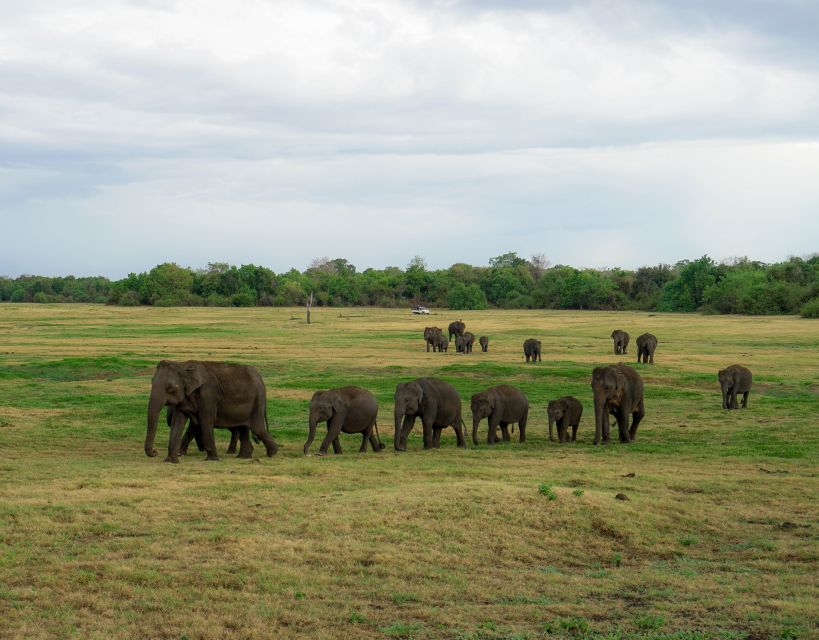 Kaudulla National Park Half Day Sri Lanka Jeep Safari - What the $39 price really covers