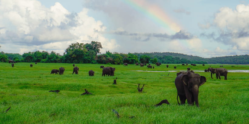 Kaudulla National Park Half Day Sri Lanka Jeep Safari - How to get the best from your guide