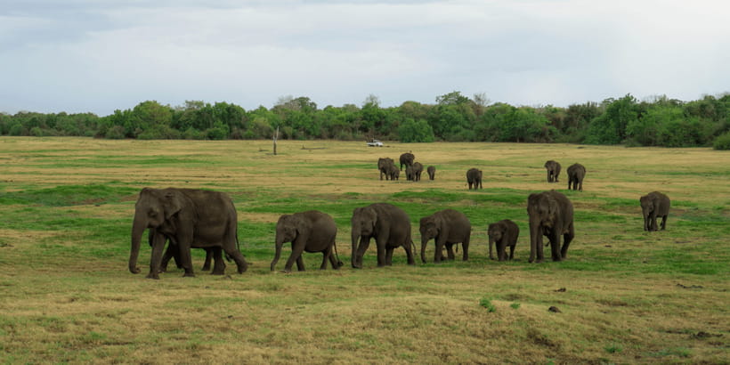 Kaudulla National Park Half Day Sri Lanka Jeep Safari - Who will enjoy this safari most