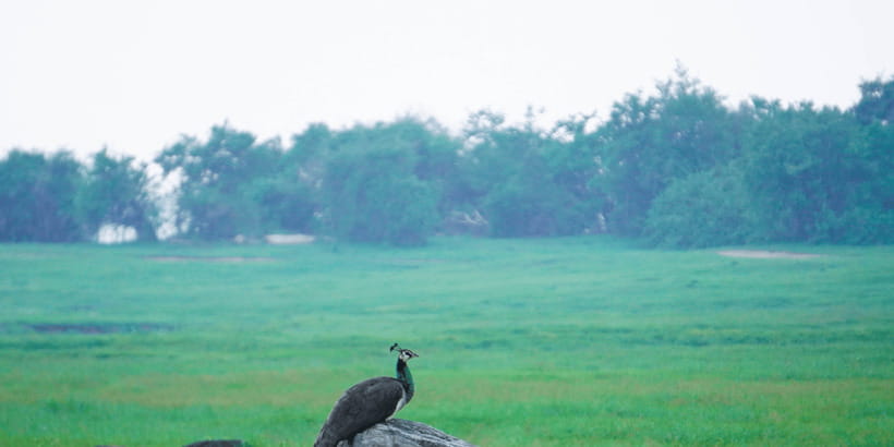 Kaudulla National Park Half Day Sri Lanka Jeep Safari - Should you book the Kaudulla safari?
