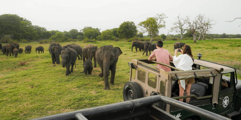 Kaudulla National Park Half Day Sri Lanka Jeep Safari - Three hours inside Kaudulla National Park