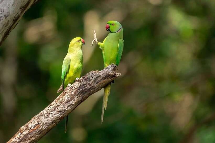 Kaudulla National Park Private Elephant & Wildlife Safari - Why Kaudulla is a strong elephant choice