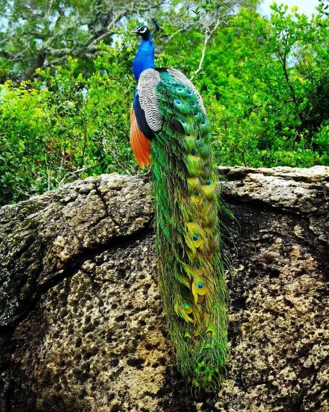 Kaudulla National Park Private Elephant & Wildlife Safari - Rain can change the park plan