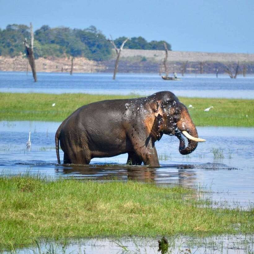 Kaudulla National Park Private Elephant & Wildlife Safari - Should you book the Kaudulla safari?