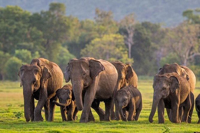 Kaudulla National Park Safari | Jeep with Tickets - Key points to know before you go