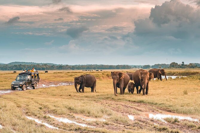 Kaudulla National Park Safari | Jeep with Tickets - Why Kaudulla is a strong elephant safari choice