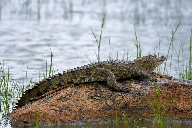 Kaudulla National Park Safari | Jeep with Tickets - What happens if the safari moves to Hurulu Eco Park
