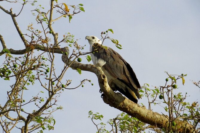 Kaudulla National Park Safari | Jeep with Tickets - The guide and the quality of the safari