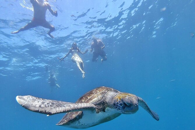 Kayak Safari with Dolphin and Turtle Watching in Guaza - Key things to know before you paddle