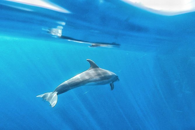 Kayak Safari with Dolphin and Turtle Watching in Guaza - Snorkeling near the rocks