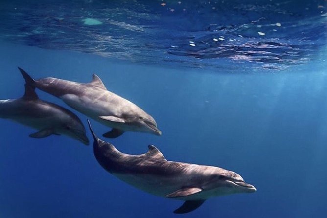 Kayak Safari with Dolphin and Turtle Watching in Guaza - Is $45.97 good value?