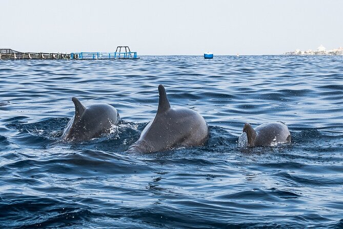 Kayak Safari with Dolphin and Turtle Watching in Guaza - Watching for dolphins and turtles